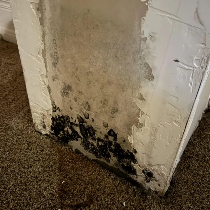 Professional Mold Removal in Draper, UT